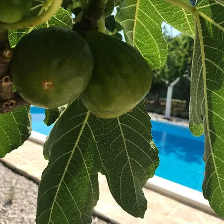 Oleja Casa de Férias *